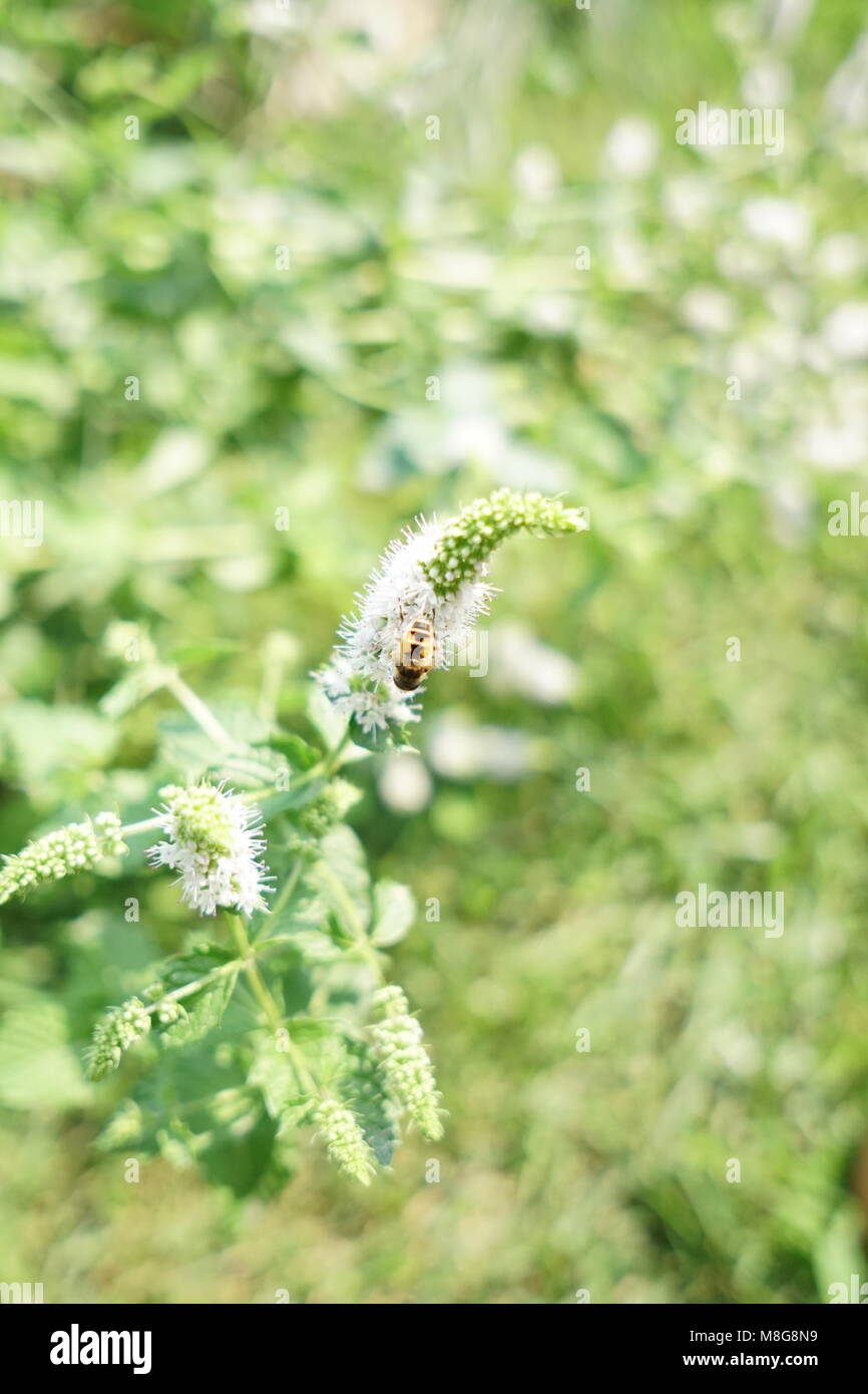 Ape su un fiore in Idaho Foto Stock