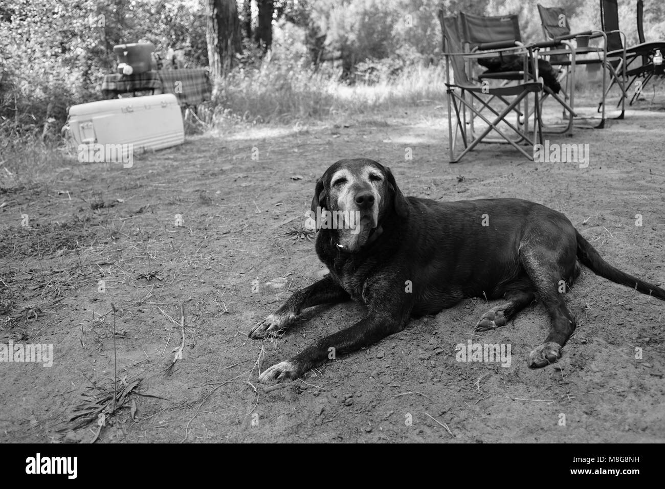 Il campeggio con il mio compagno in pino, ID Foto Stock