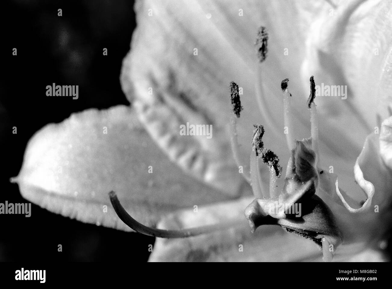 Fiore in bianco e nero, macro e dettagli sullo sfondo di natura astratta Foto Stock