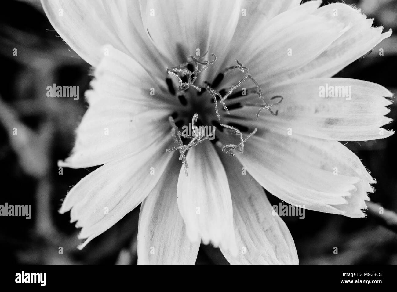 Fiore in bianco e nero, macro e dettagli sullo sfondo di natura astratta Foto Stock