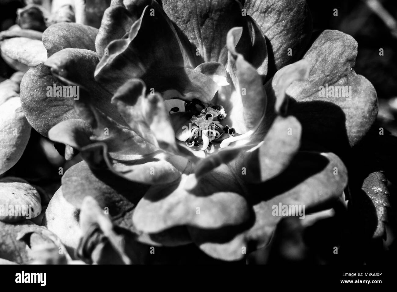 Fiore in bianco e nero, macro e dettagli sullo sfondo di natura astratta Foto Stock