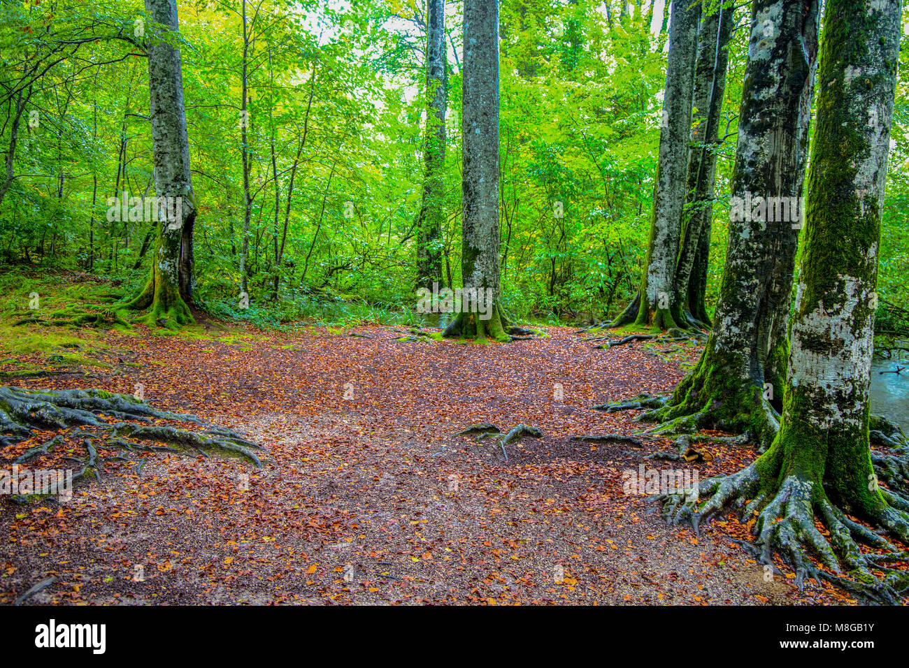 Grandi alberi in una foresta in autunno/ laghi di Plitvice/ Croazia/parchi nazionali Foto Stock