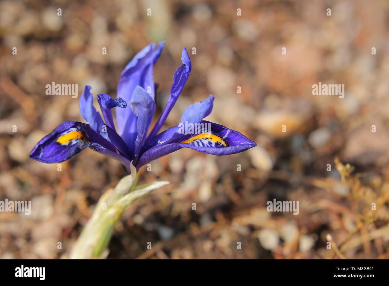 Iris reticulata (golden iris reticolare) in primavera. Foto Stock