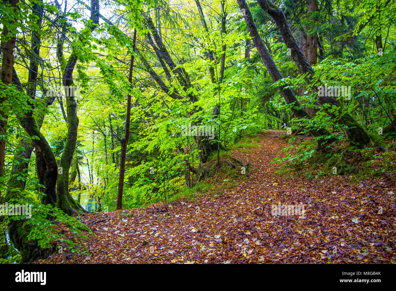 Passaggio coperto di foglie in una foresta in autunno/ parchi di Plitvice/ Croazia Foto Stock