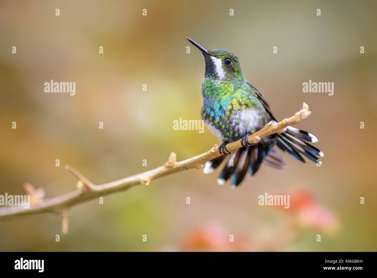 Verde - Thorntail Discosura conversii, bel verde e bianco hummingbird dal Costa Rica La Paz cascata. Foto Stock