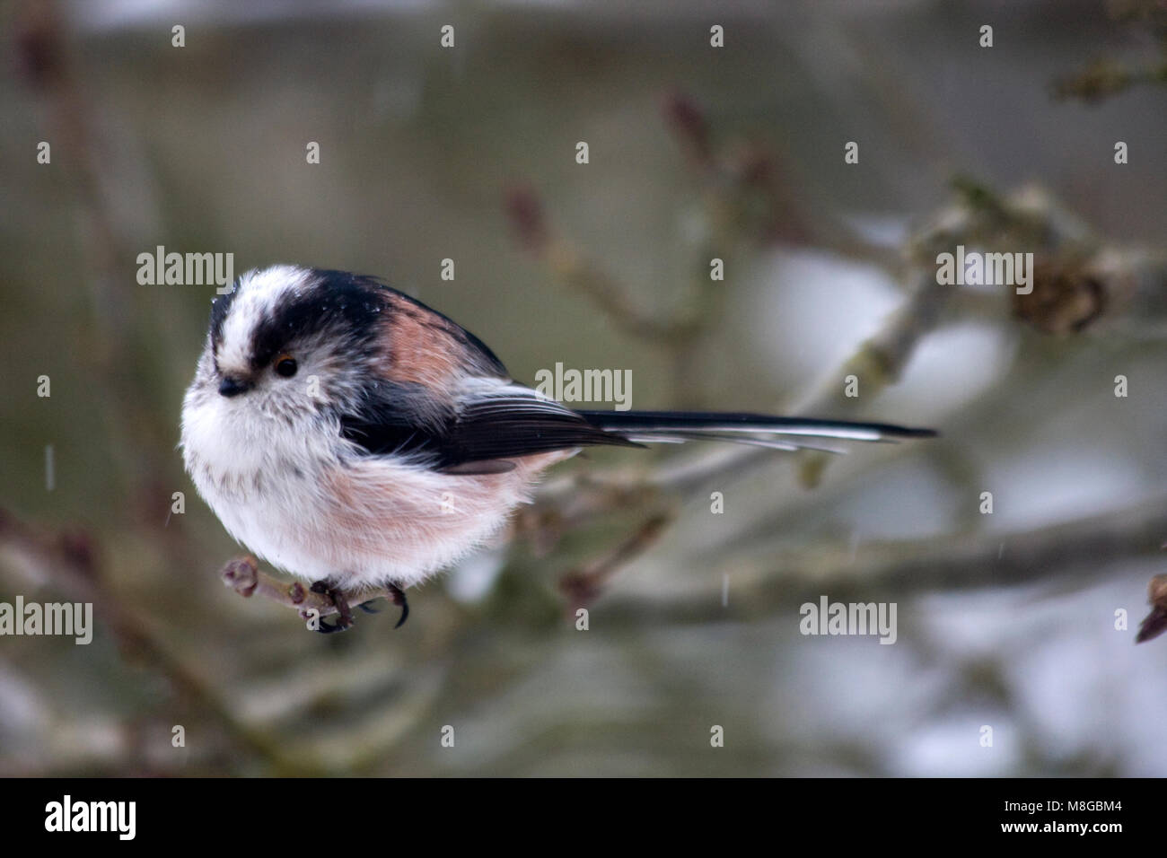 Long-tailed Tit nella neve, Inghilterra Foto Stock