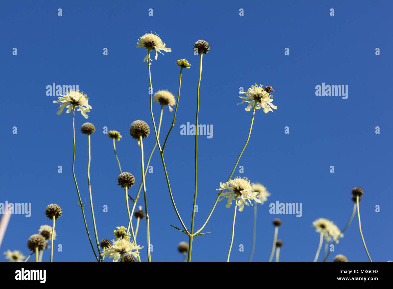 Scabious gigante, Jättevädd (Cephalaria gigantea) Foto Stock