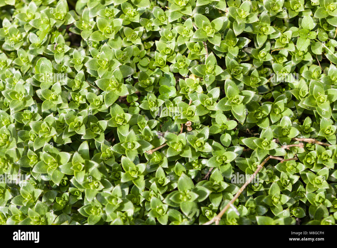 Mare, Sandwort Vildportlak (Minuartia peploides) Foto Stock