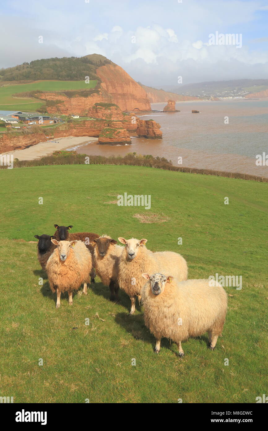 Allevamento di ovini su terreni agricoli vicino Ladram Bay in East Devon Foto Stock