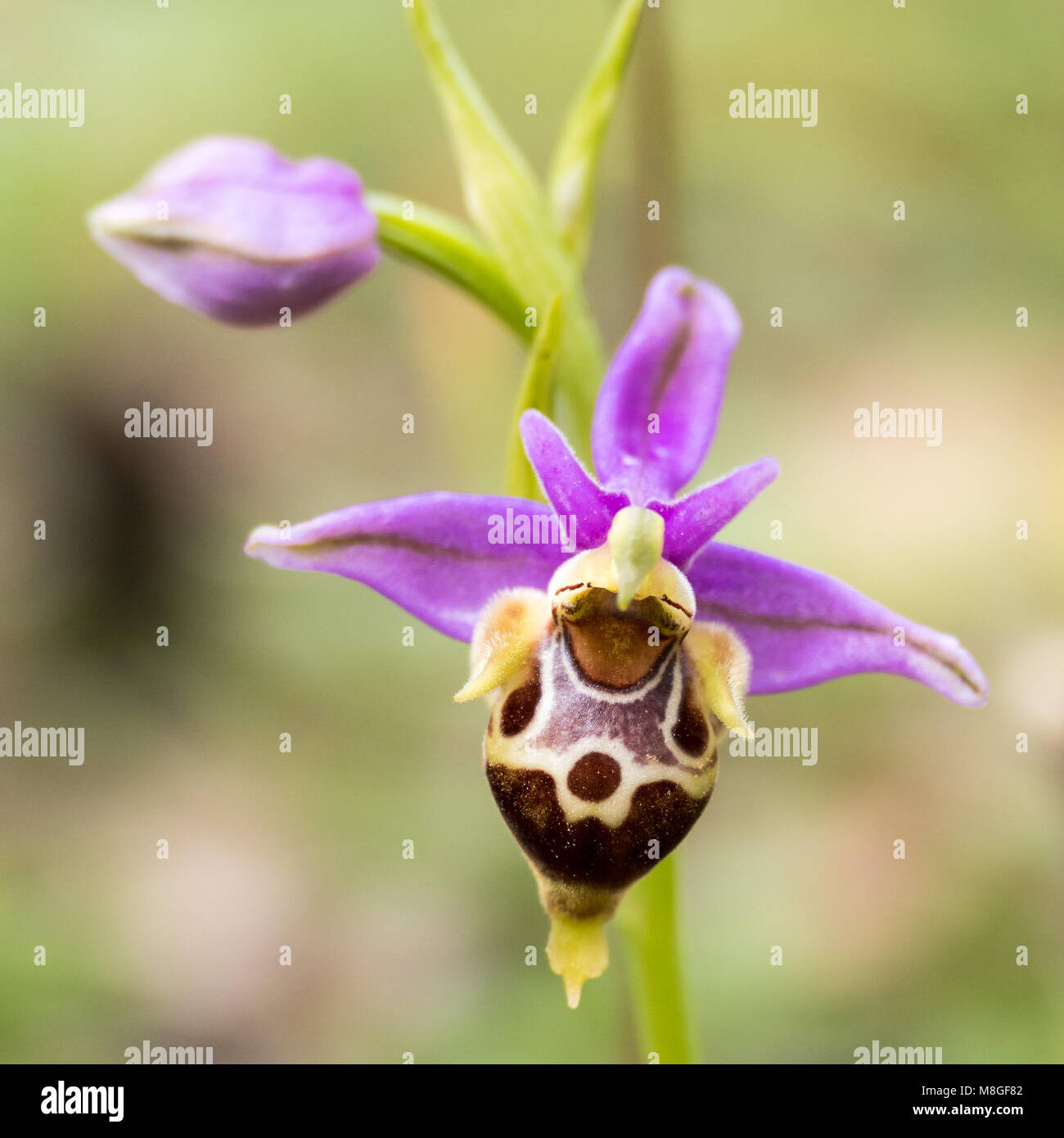 Ophrys apifera fioriture di orchidee sull isola di Creta in primavera Foto Stock