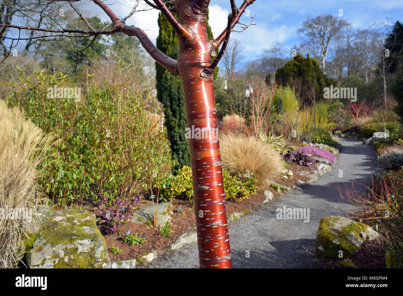 Prunus serrula Foto Stock