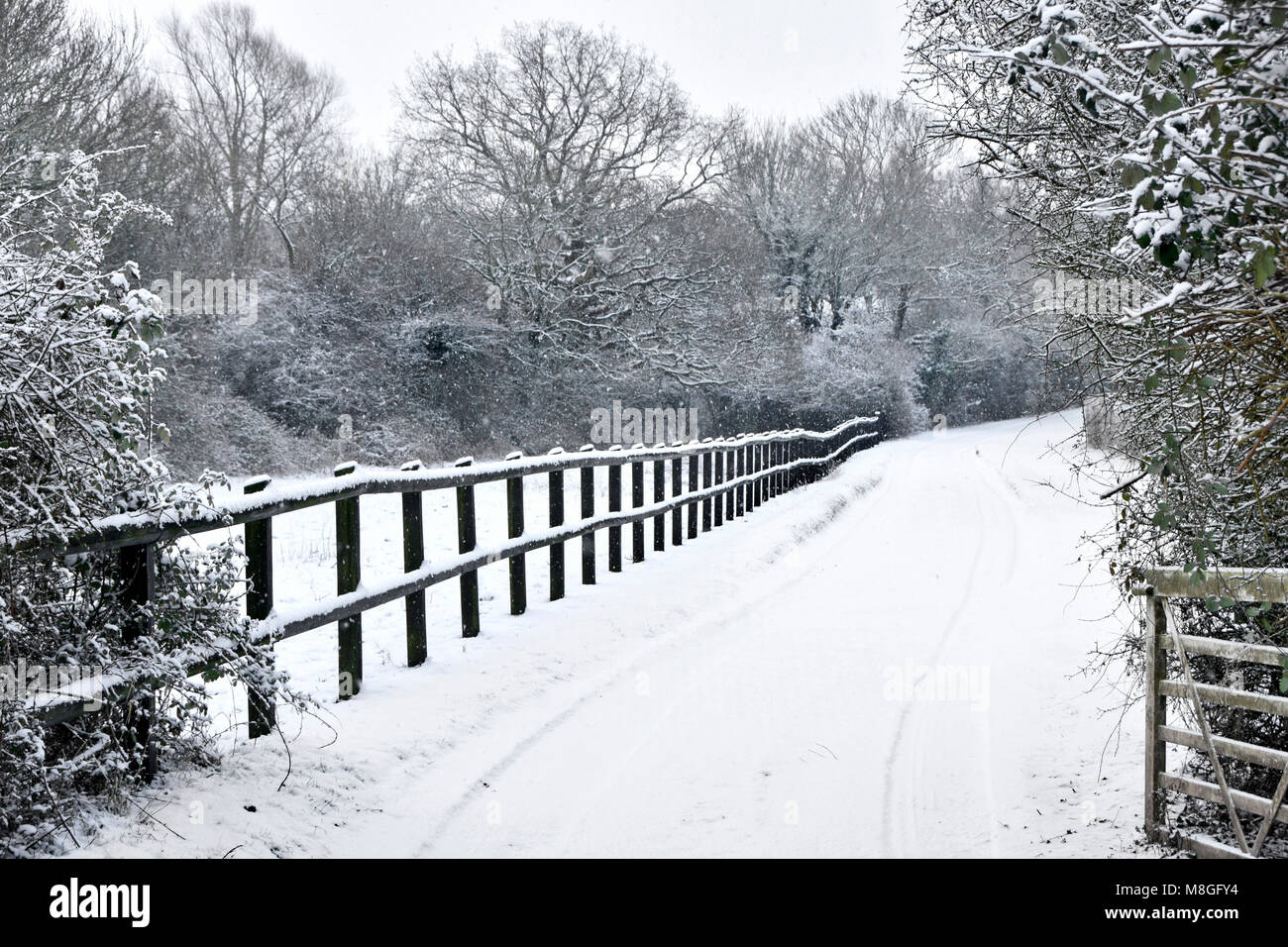 Scena di neve & recinzione di legno accanto a lungo coperto di neve viale privato nel bosco innevato paesaggio nevoso inverno alberi campagna Essex England Regno Unito Foto Stock