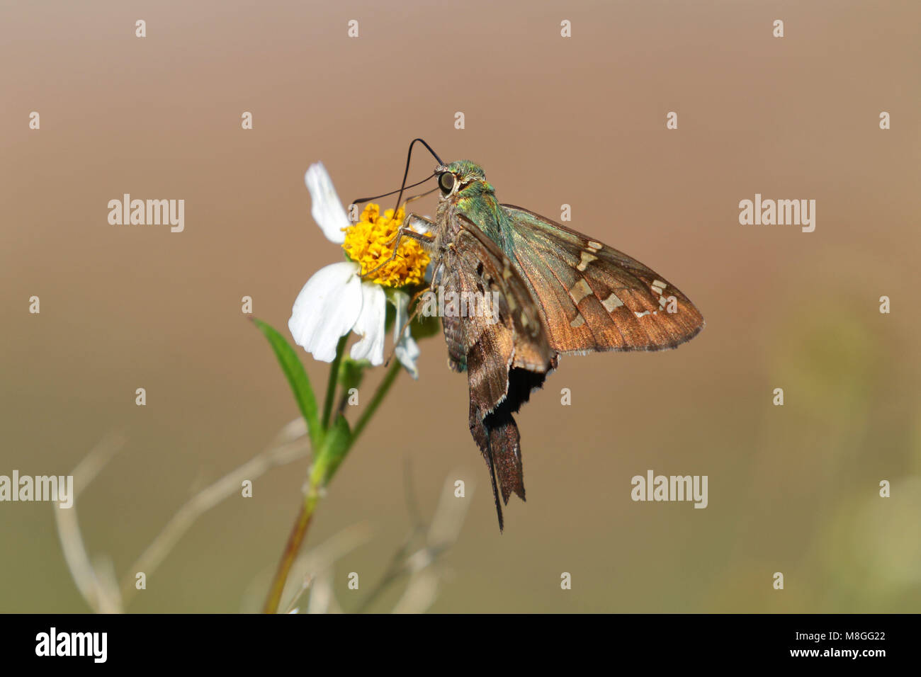 Lunga coda di skipper butterfly ( urbanus proteus ) l'alimentazione sul collegamento daisy Foto Stock