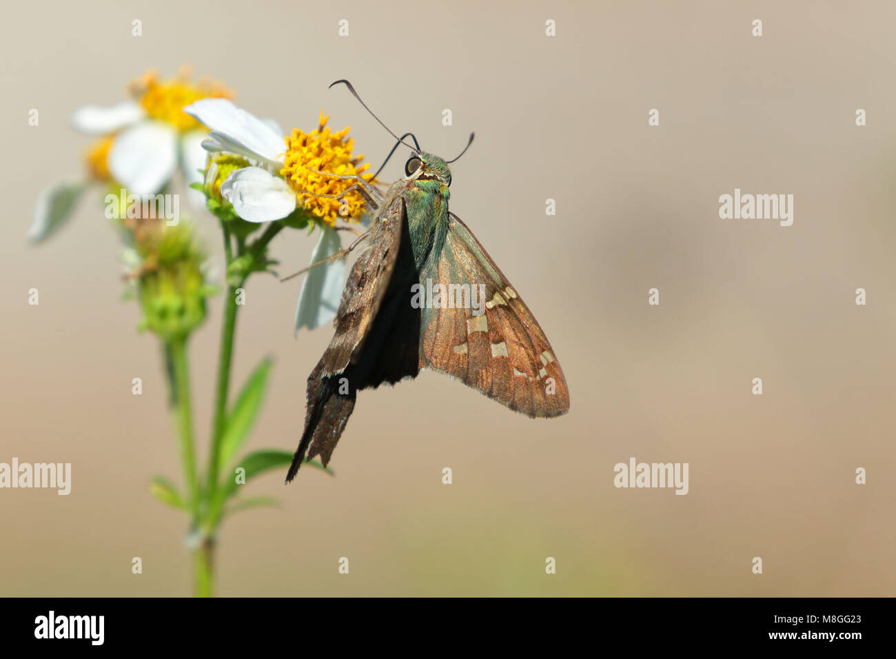 Lunga coda di skipper butterfly ( urbanus proteus ) l'alimentazione sul collegamento daisy Foto Stock