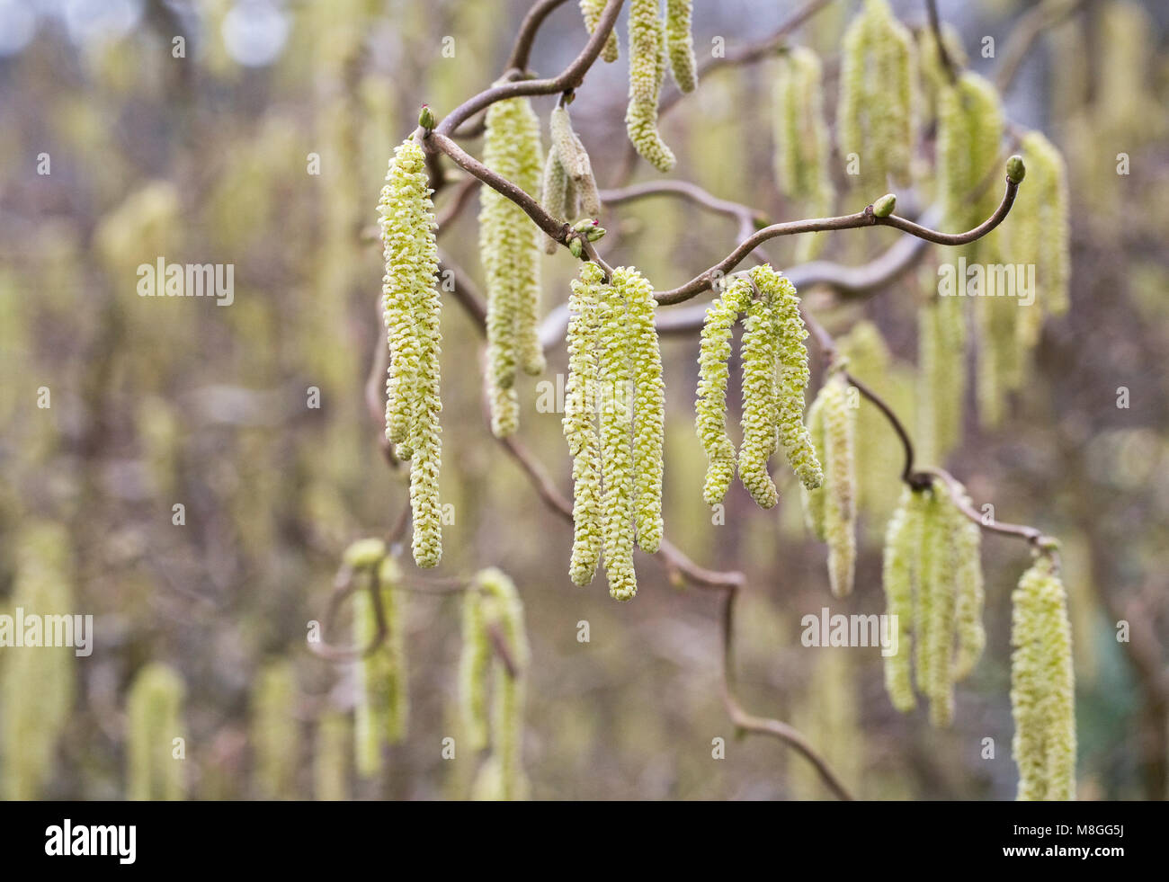 Corylus avellana "Contorta' amenti nel tardo inverno. Struttura di cavatappi hazel. Foto Stock