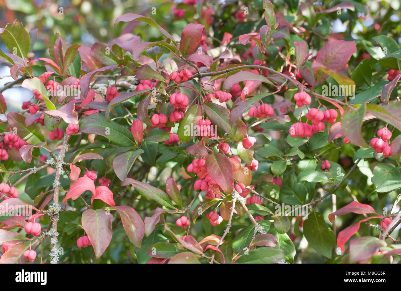 Euonymus europaeus 'Rosso' cascata bacche. Foto Stock