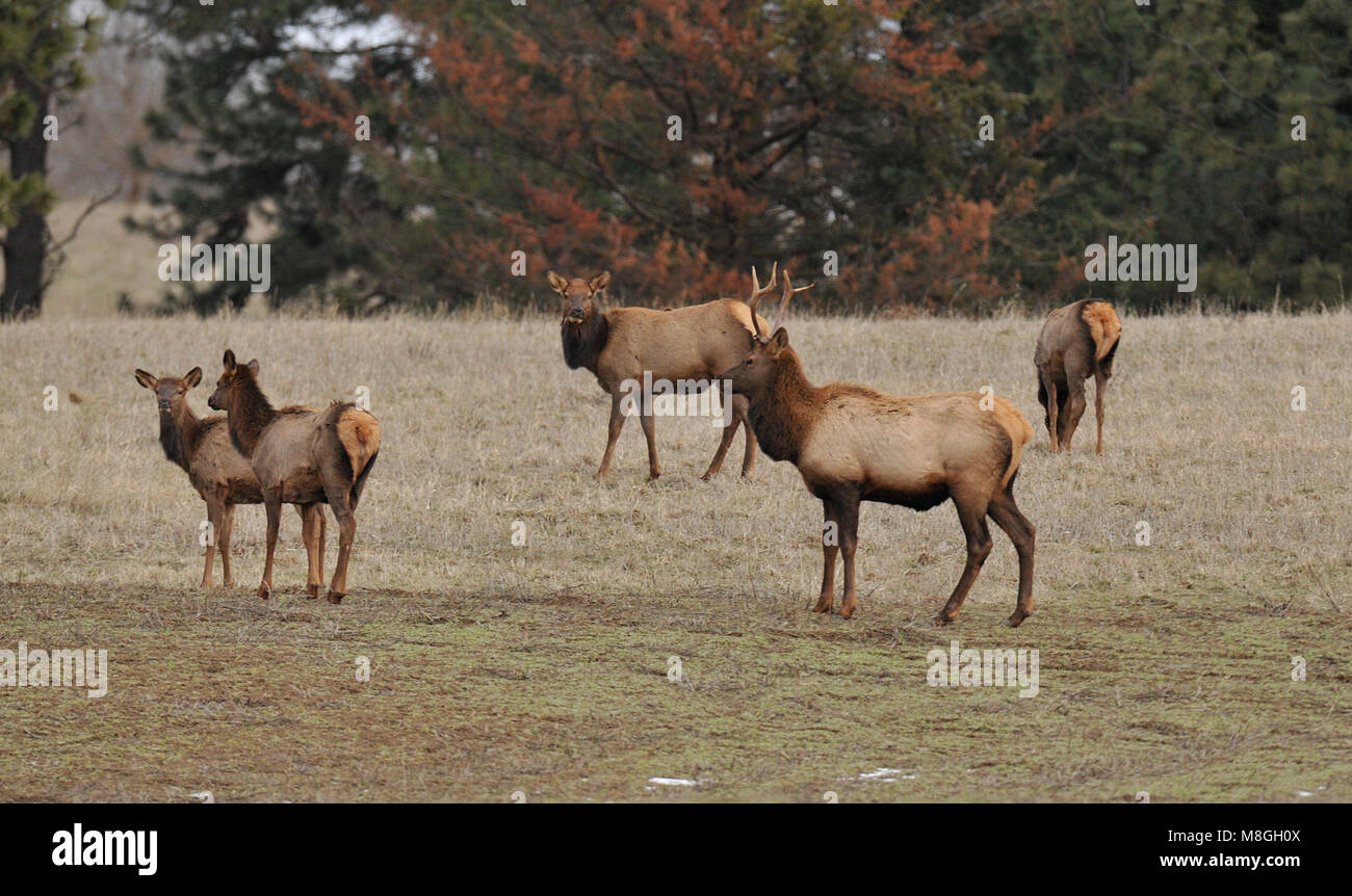 Gruppo di Elk in una fattoria a Washington Foto Stock