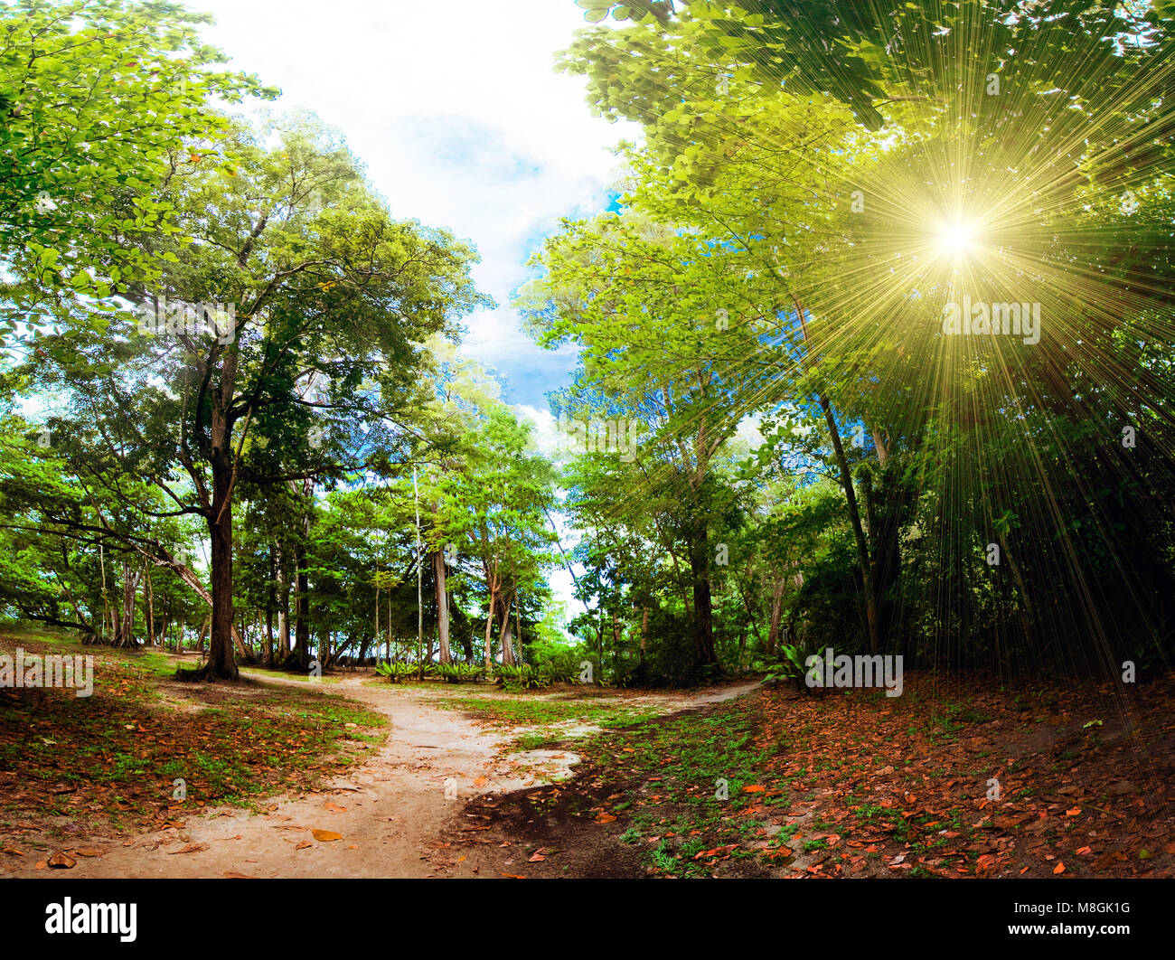 Giungla foresta sullo sfondo della natura Foto Stock