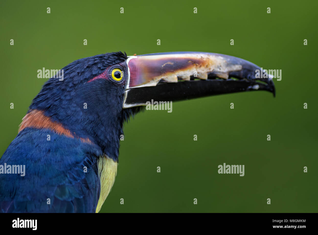 Aracari collare - Pteroglossus torquatus, bella colorata toucan dal Costa Rica foresta. Foto Stock