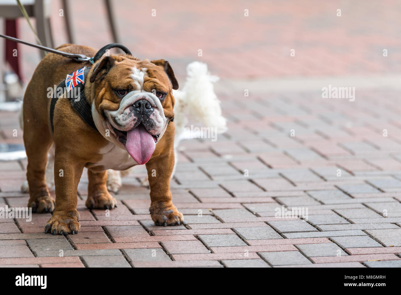 Bulldog inglese con bandiera britannica sui cani portano a piedi nella città. Foto Stock