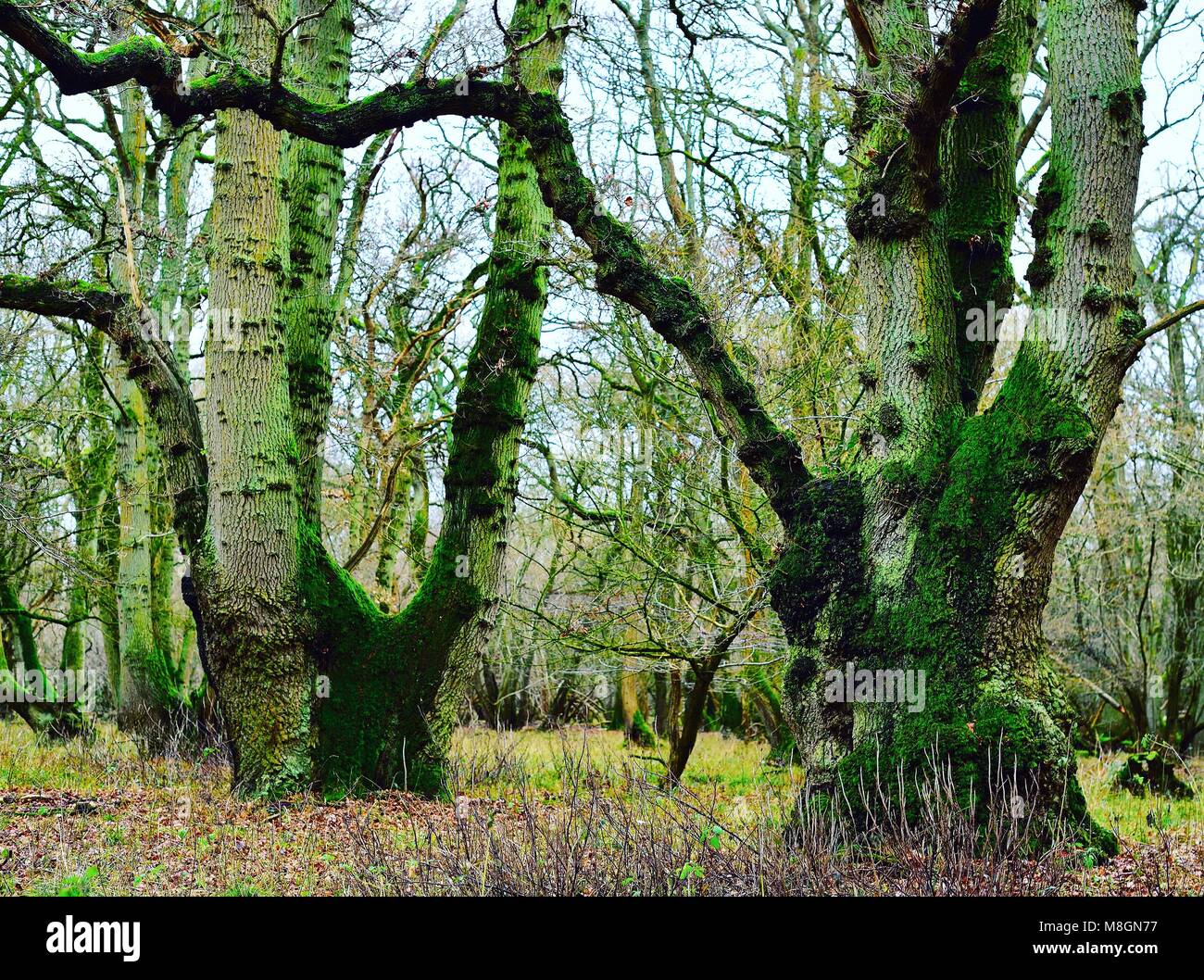 Antico bosco britannico. Foto Stock