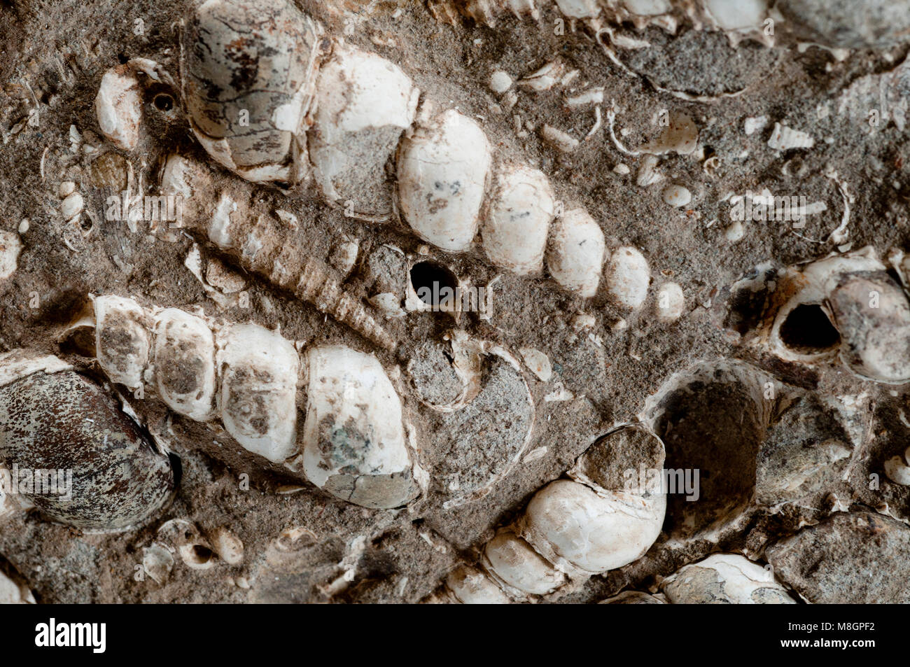 Turritella (coni a spirale) e clam fossili in calcare trovata nel SW Idaho Foto Stock