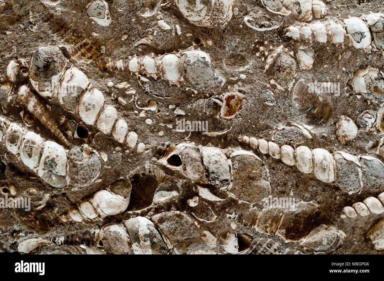 Turritella (coni a spirale) e clam fossili in calcare trovata nel SW Idaho Foto Stock