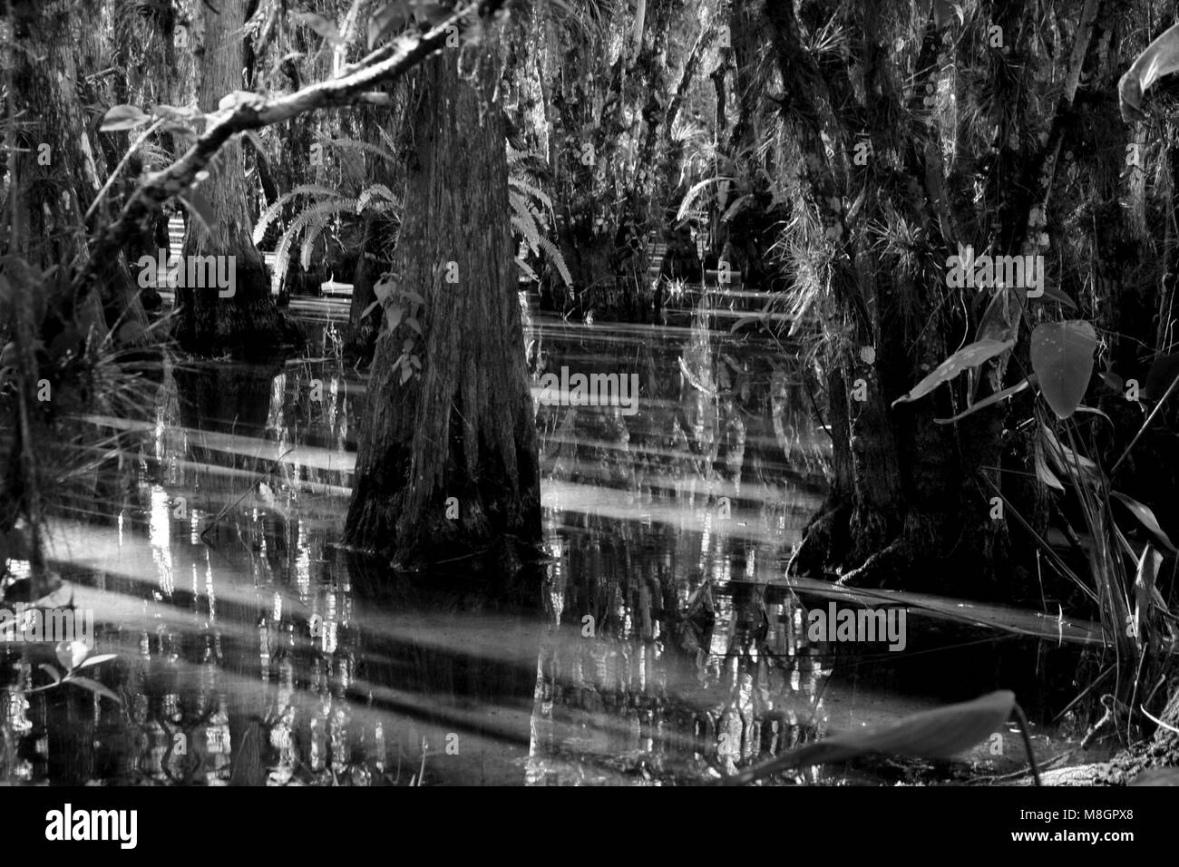 Cypress Swamp .lungo il sentiero FL 18 miglia N degli Oasis Foto Stock