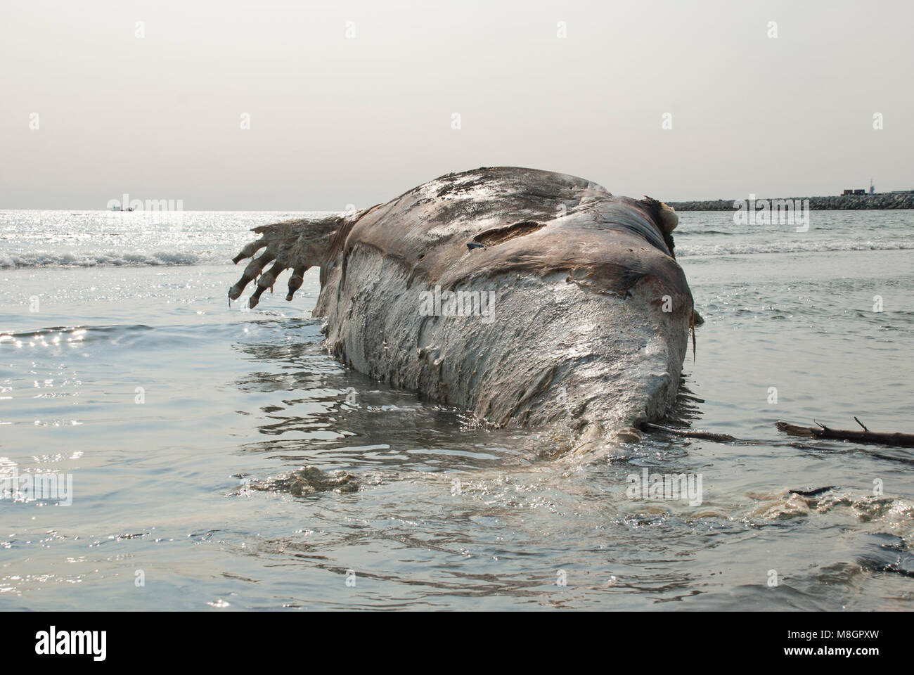 Dead Bowhead Whale .un morto bowhead whale lavaggi fino sul Nome litorale. Intorno 11.000 abitano tutto il mare di Bering, appena fuori del preservare la linea costiera. Foto Stock