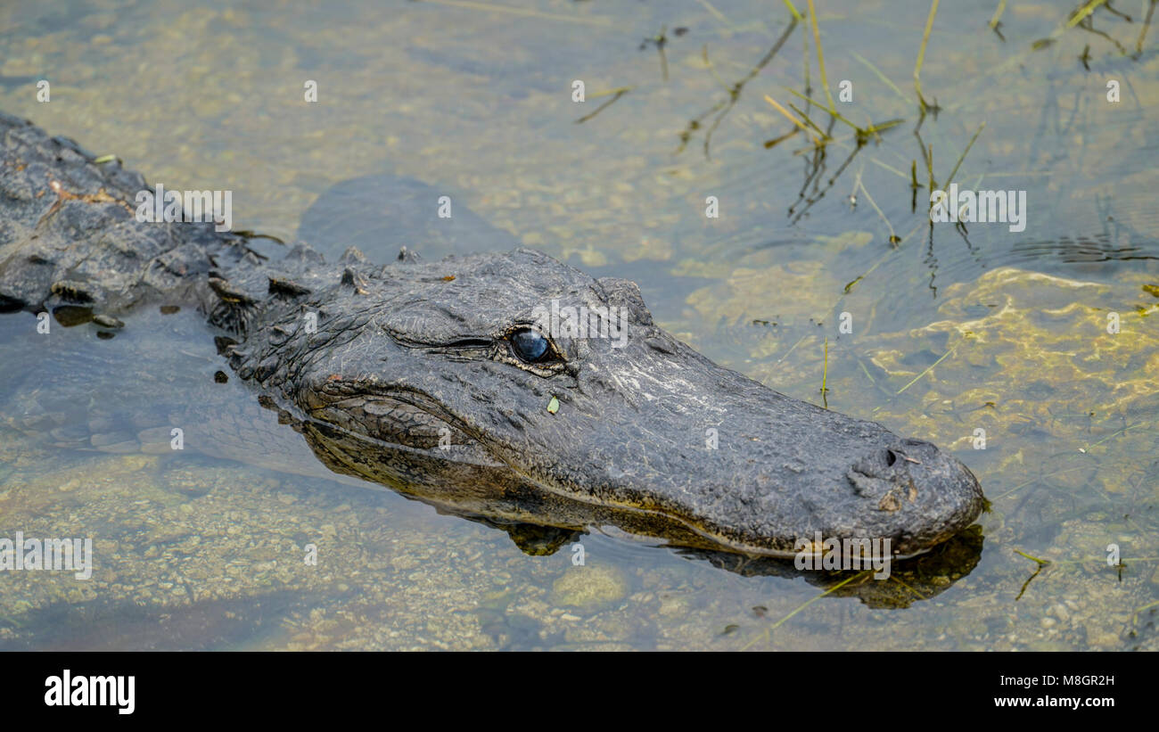Pelle di alligatore. Foto Stock