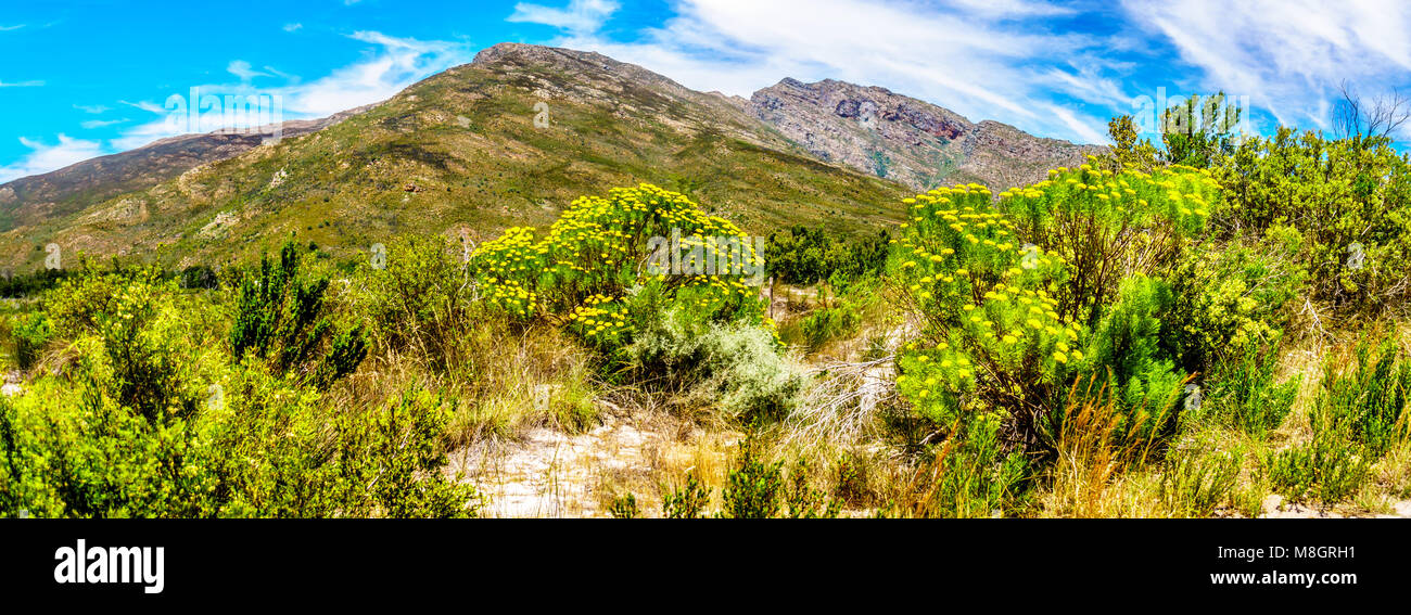 Vista delle montagne Slanghoekberge e il Witrivier, che scorre attraverso il canyon, dalla panoramica Bainskloof passano tra le città di Ceres e Wellin Foto Stock