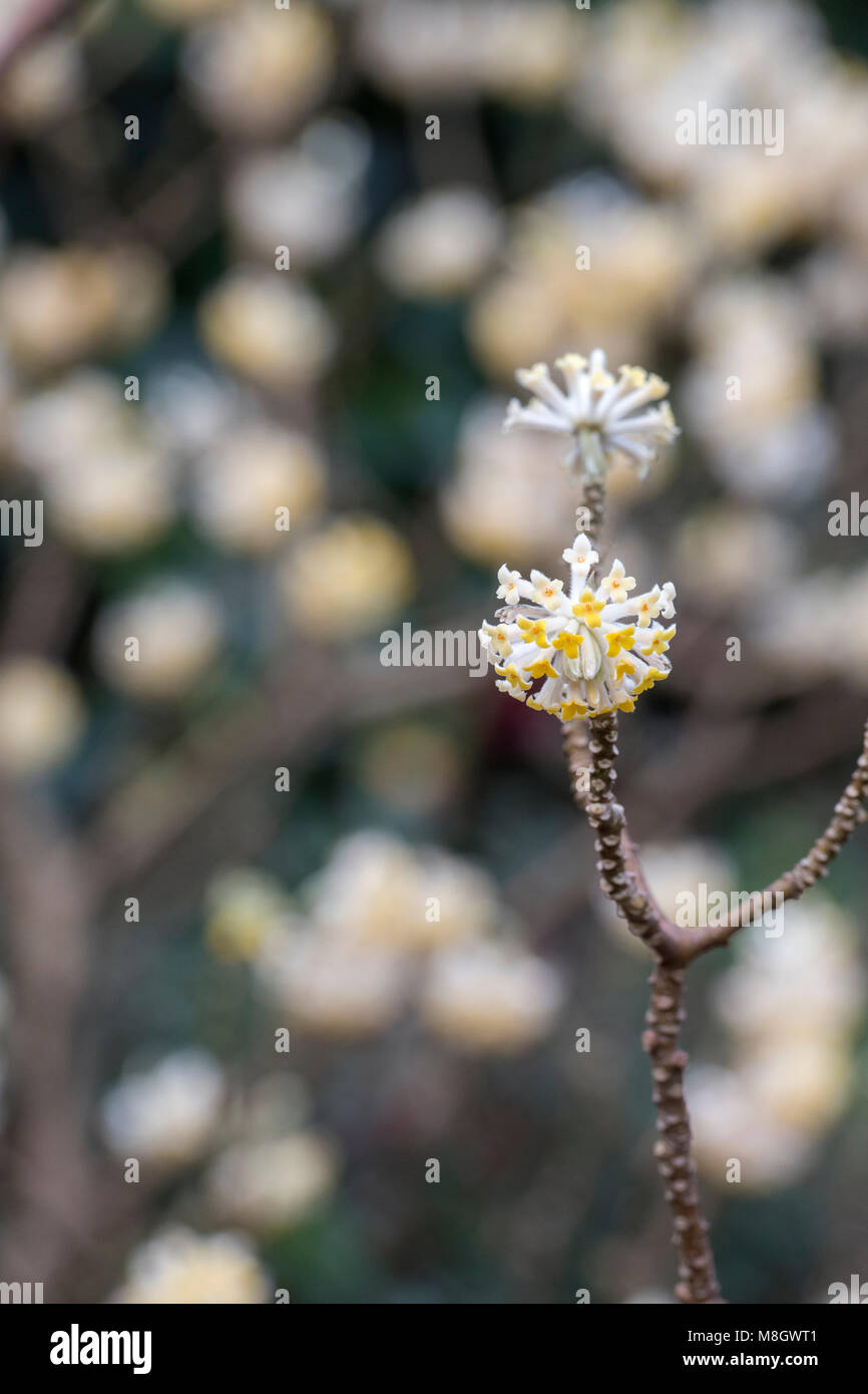 Edgeworthia Chrysantha. Carta arbusto bush fiori. Lato del telaio Foto Stock