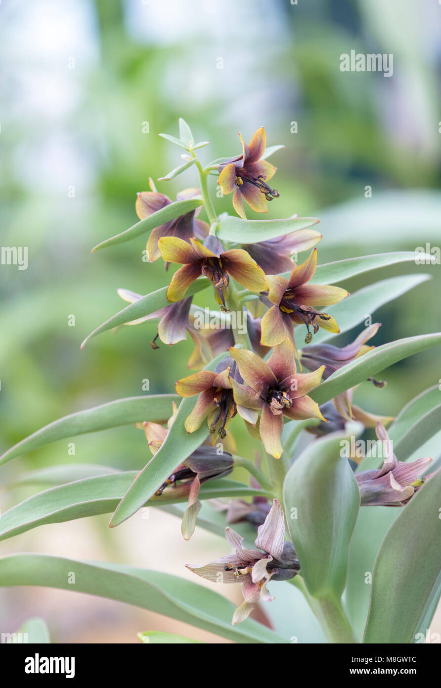 Fritillaria sewerzowii. Fioritura precoce Fritillary Foto Stock