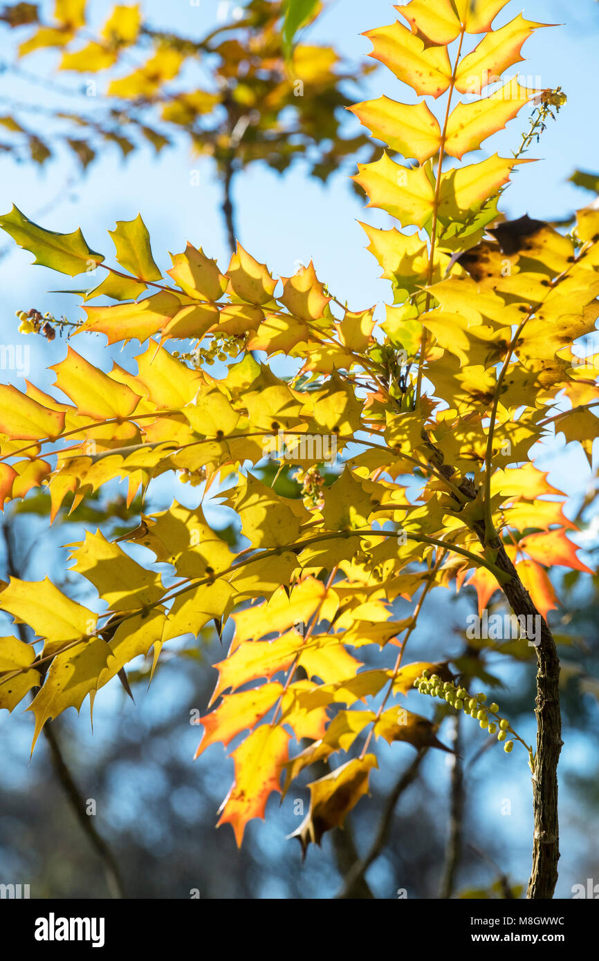 Mahonia japonica. Mahonia giapponese di foglie in febbraio. Regno Unito Foto Stock