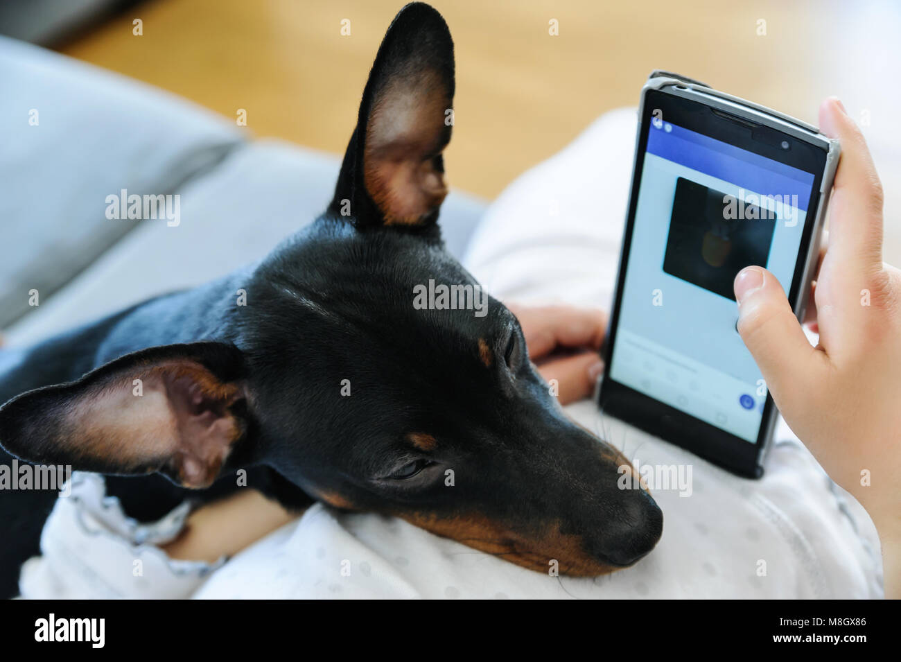 La ragazza ha le mani tenendo un smartphone. La testa del cane è sul ventre della ragazza. Foto Stock