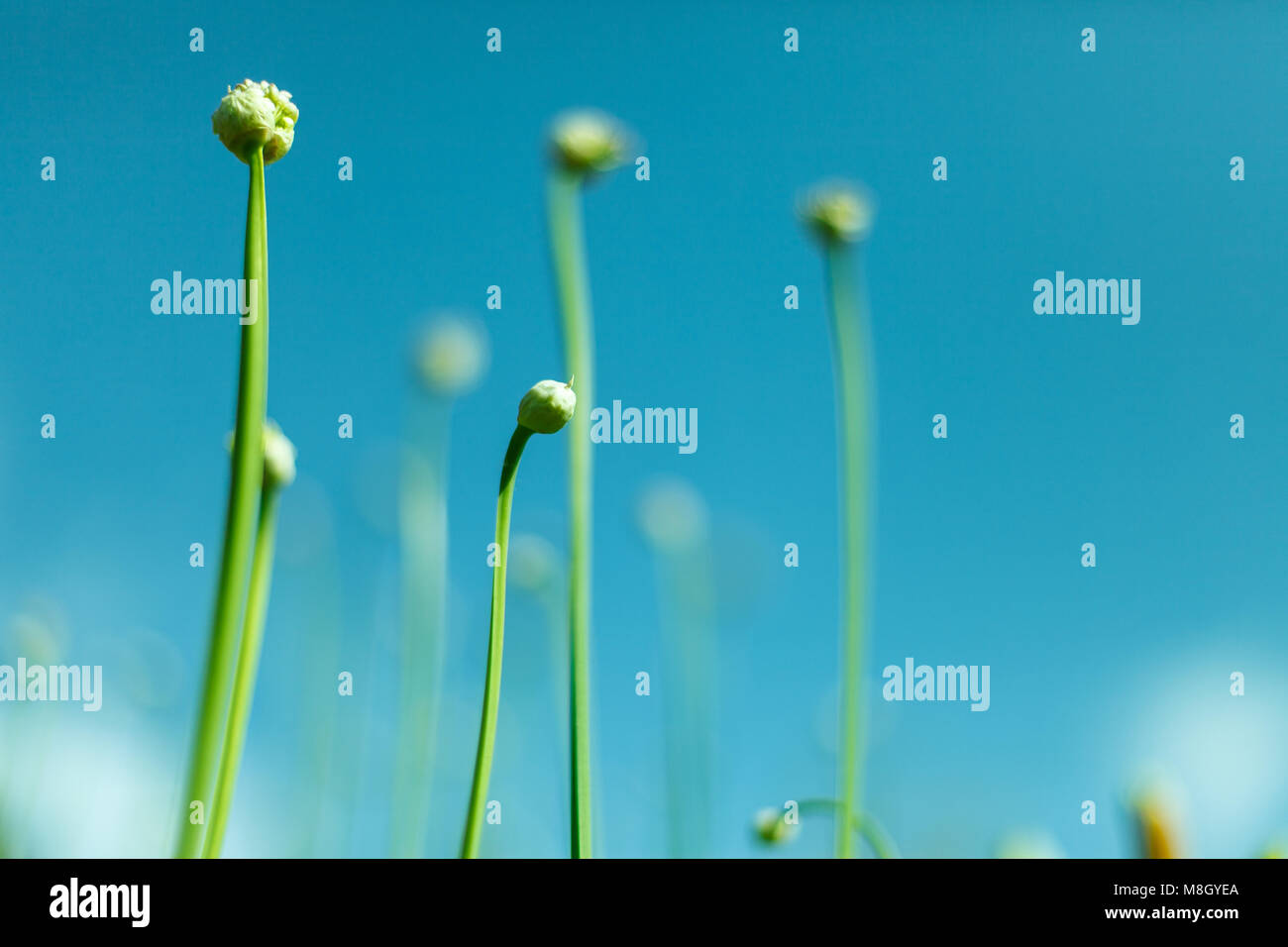 Vista incredibile di fiori in fiore nel giardino al centro della soleggiata giornata di primavera con il blu del cielo paesaggio Foto Stock