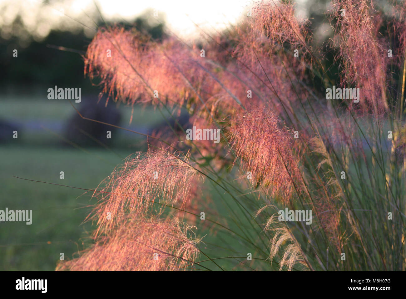 Golfo di Erba Muhly . Foto Stock