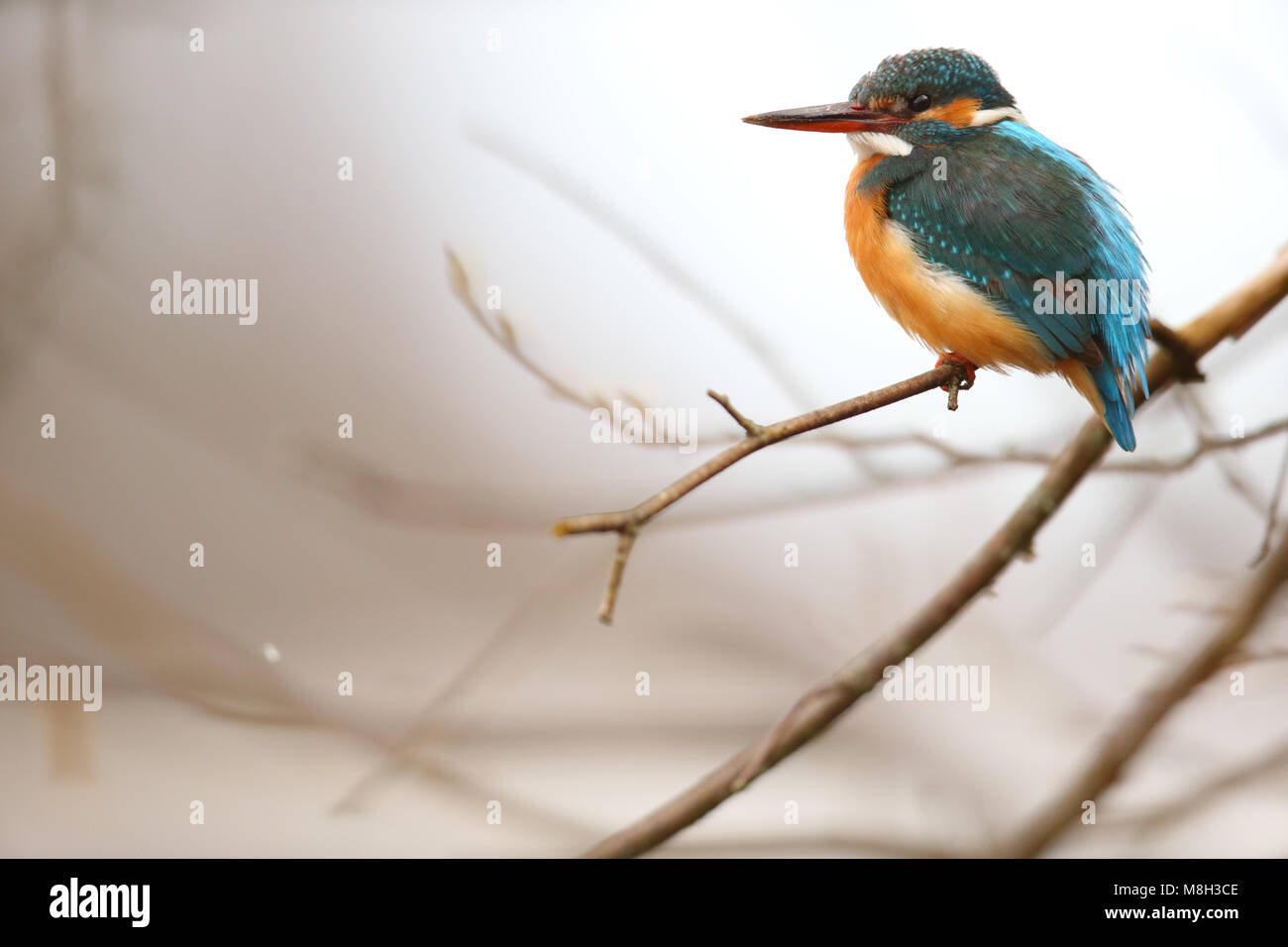 Kingfisher (Alcedo atthis) in primavera, la stagione riproduttiva. Europa Foto Stock