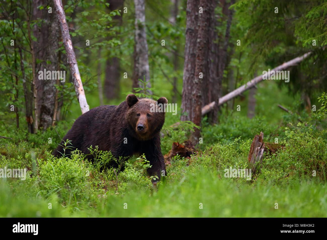 Wild l'orso bruno (Ursus arctos) nella foresta boreale, Estonia, Europa Foto Stock