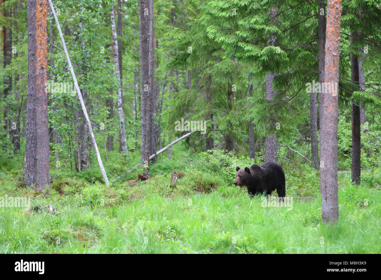 Wild l'orso bruno (Ursus arctos) nella foresta boreale, Estonia, Europa Foto Stock
