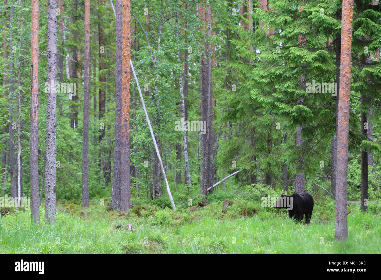Wild l'orso bruno (Ursus arctos) nella foresta boreale, Estonia, Europa Foto Stock