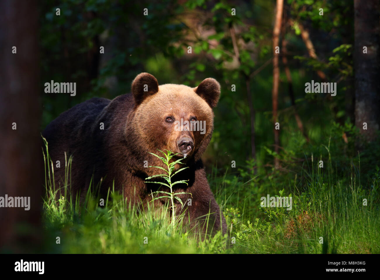 Wild l'orso bruno (Ursus arctos) nella foresta boreale, Estonia, Europa Foto Stock