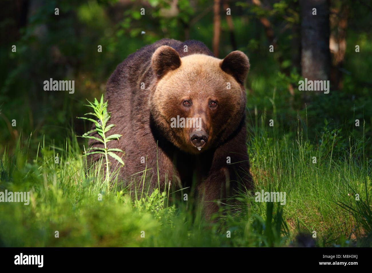 Wild l'orso bruno (Ursus arctos) nella foresta boreale, Estonia, Europa Foto Stock