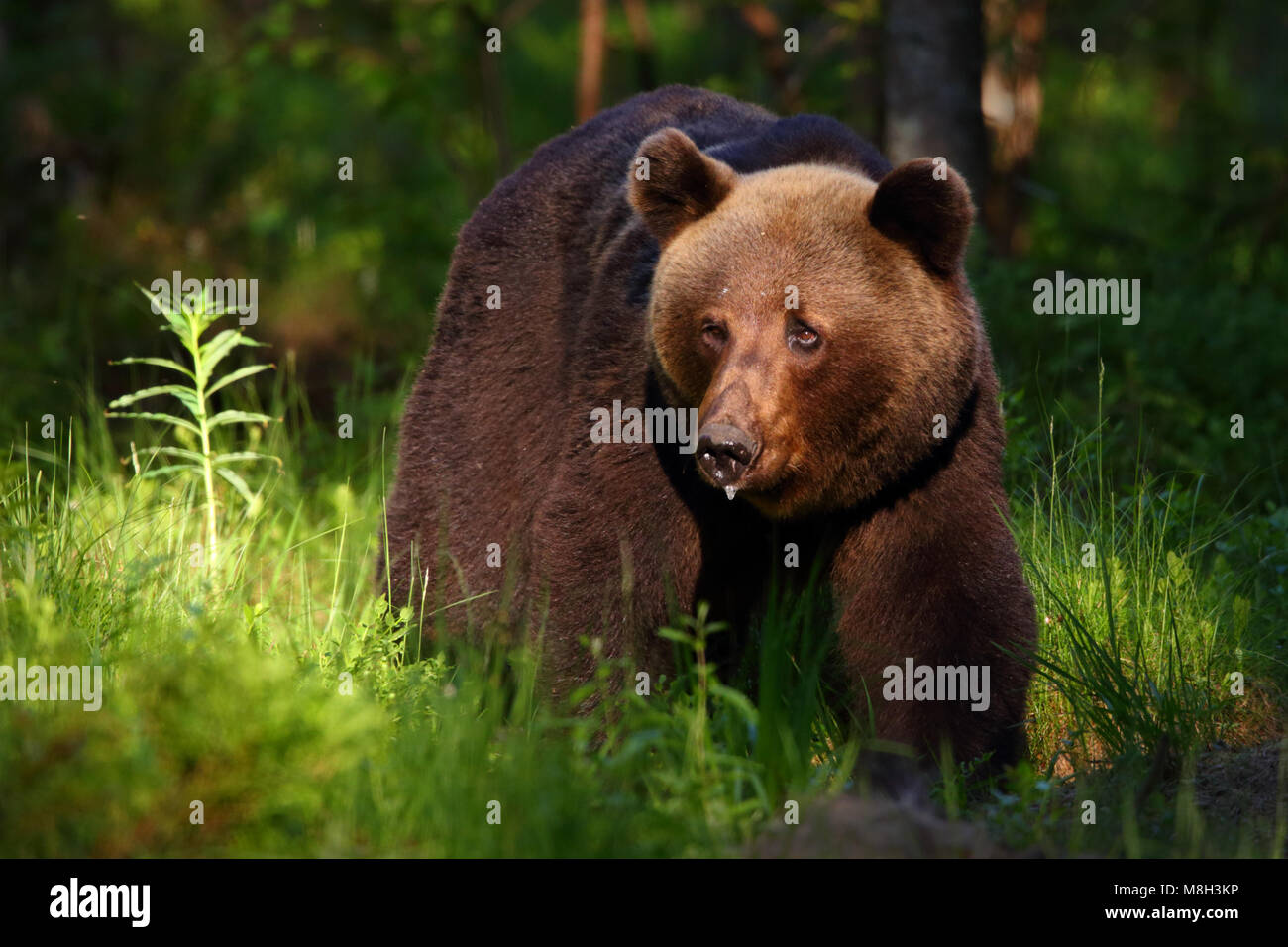 Wild l'orso bruno (Ursus arctos) nella foresta boreale, Estonia, Europa Foto Stock