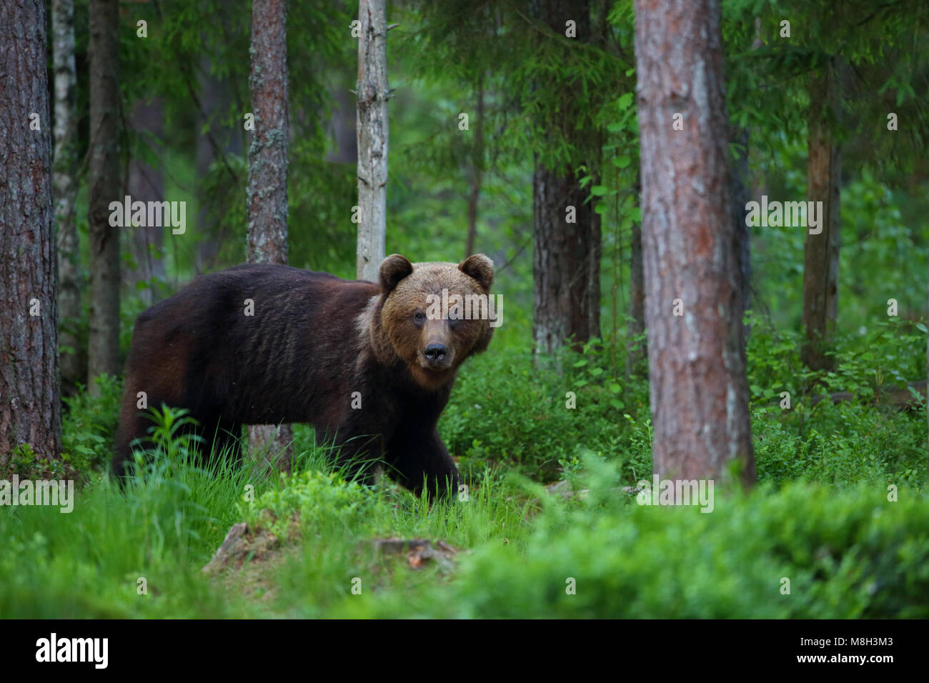 Wild l'orso bruno (Ursus arctos) nella foresta boreale, Estonia, Europa Foto Stock