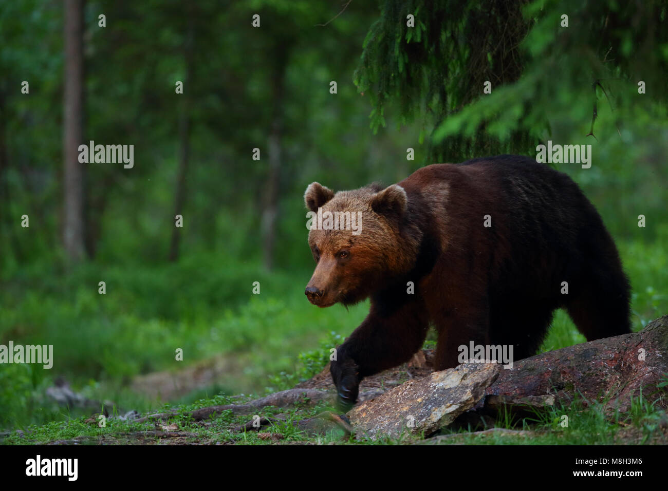 Wild l'orso bruno (Ursus arctos) nella foresta boreale, Estonia, Europa Foto Stock