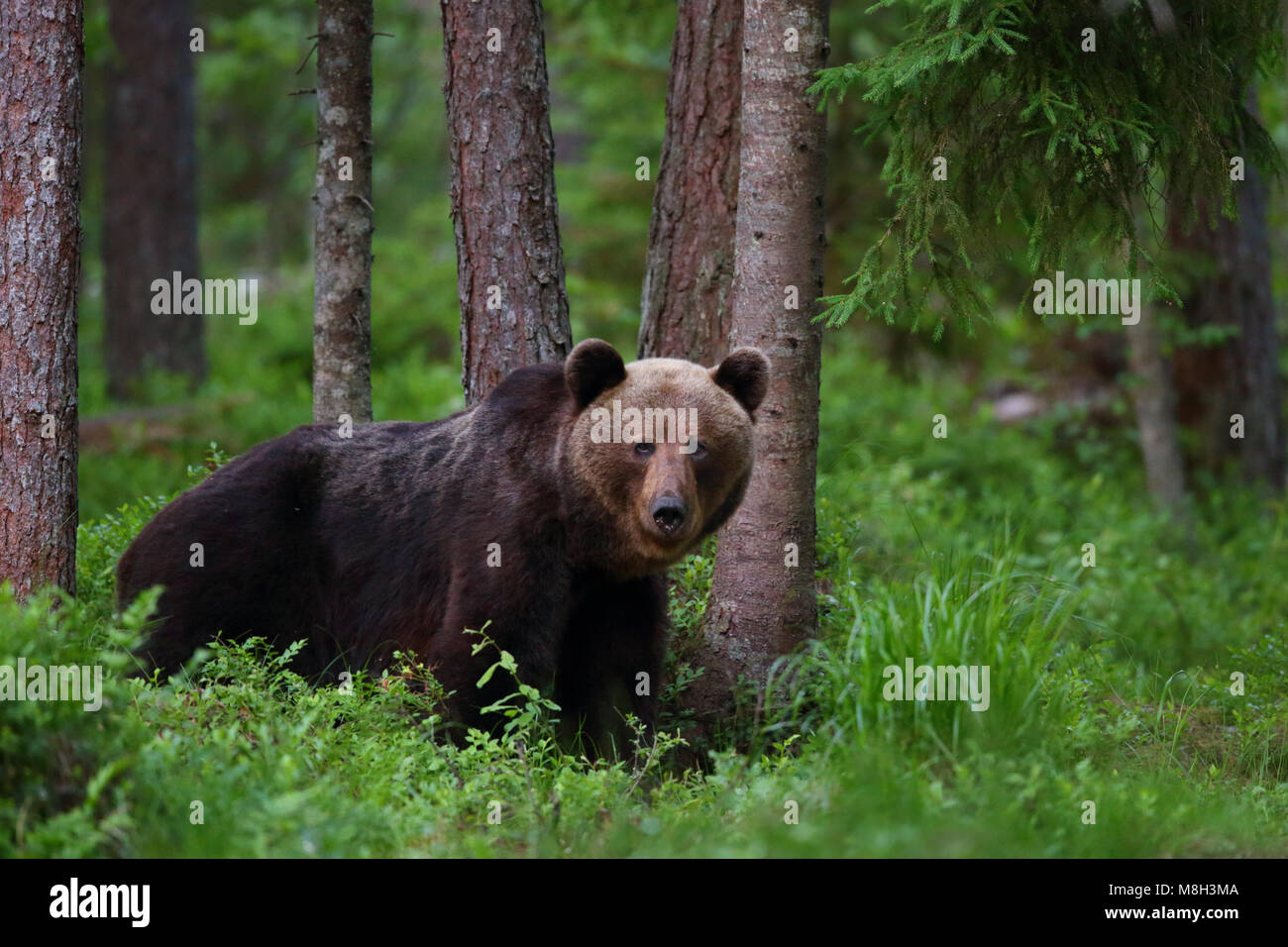 Wild l'orso bruno (Ursus arctos) nella foresta boreale, Estonia, Europa Foto Stock
