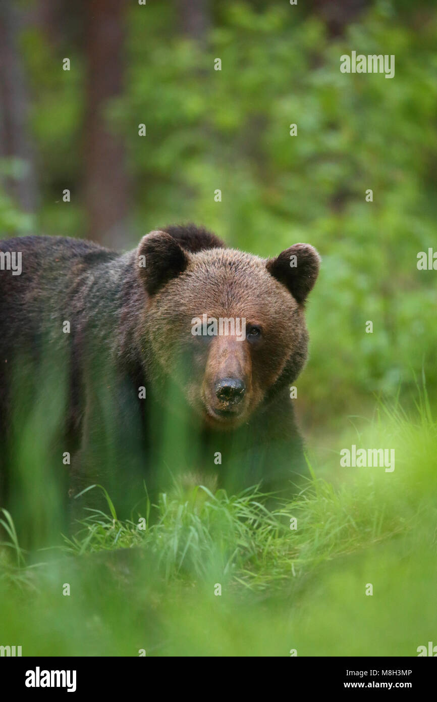 Wild l'orso bruno (Ursus arctos) nella foresta boreale, Estonia, Europa Foto Stock