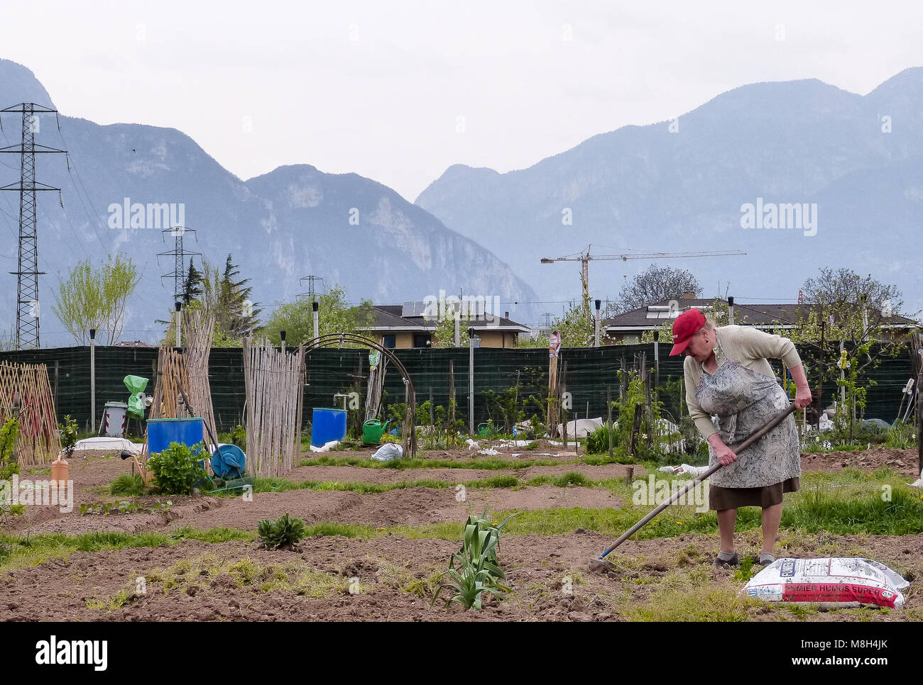 Gruppo di piazzole di Allotment dove la terra è parcelata per i pensionati a crescere lì proprio verdure come un hobby - Trento, Italia settentrionale, Europa Foto Stock