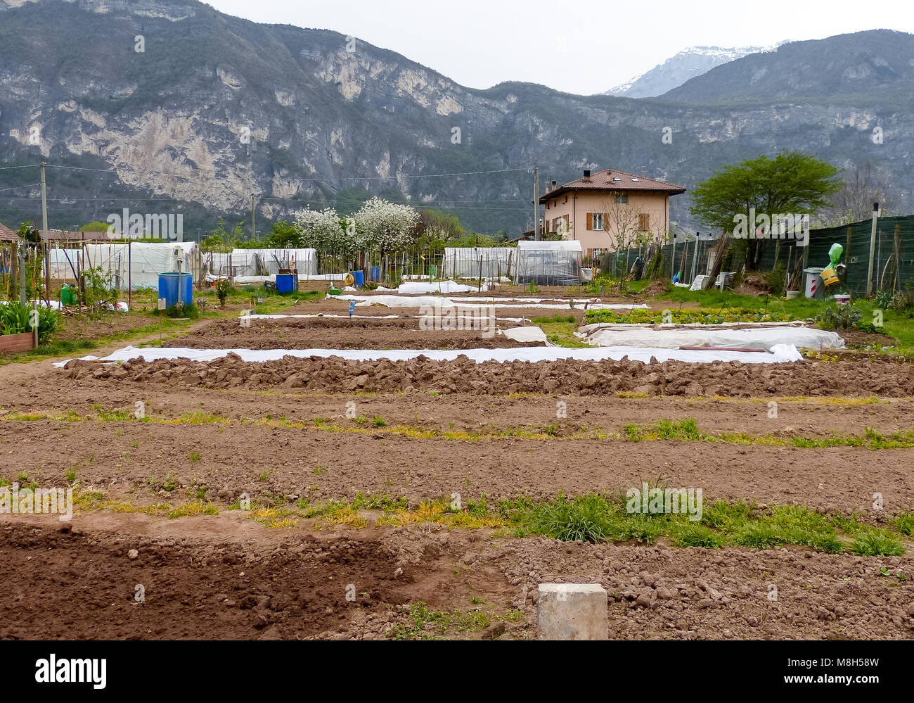 Gruppo di piazzole di Allotment dove la terra è parcelata per i pensionati a crescere lì proprio verdure come un hobby - Trento, Italia settentrionale, Europa Foto Stock